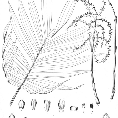 Chamaedorea pygmaea unspecified picture