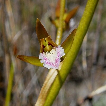 Acrolophia capensis unspecified picture