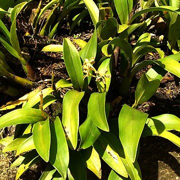 Prosthechea crassilabia unspecified picture