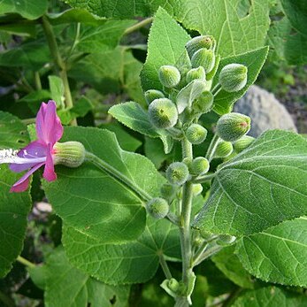 Pavonia malacophylla unspecified picture