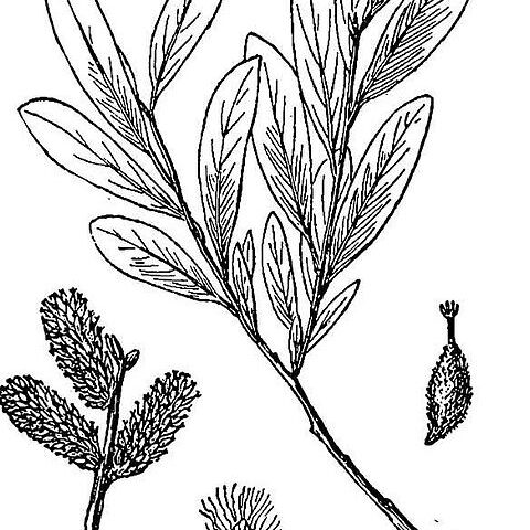 Salix pellita unspecified picture