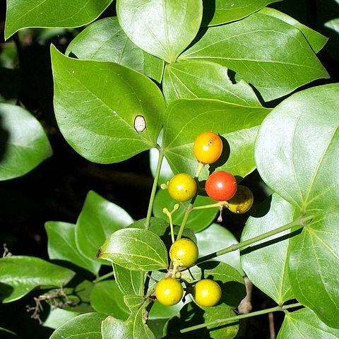 Strychnos psilosperma unspecified picture