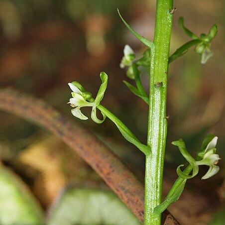 Baskervilla colombiana unspecified picture