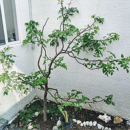 Bursera linanoe unspecified picture