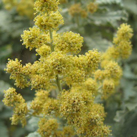 Buddleja glomerata unspecified picture