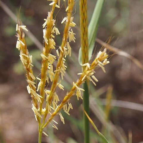 Bothriochloa ewartiana unspecified picture