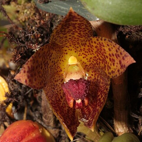 Bulbophyllum glebulosum unspecified picture