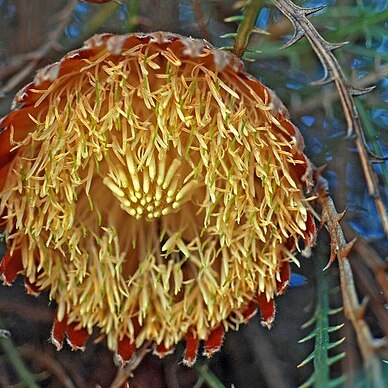 Banksia proteoides unspecified picture