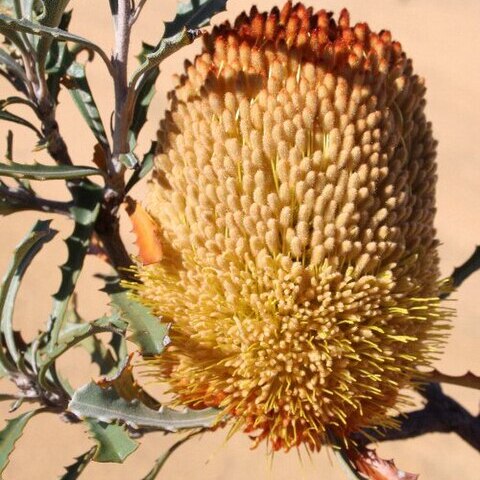 Banksia audax unspecified picture