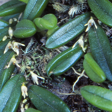 Bulbophyllum shepherdii unspecified picture