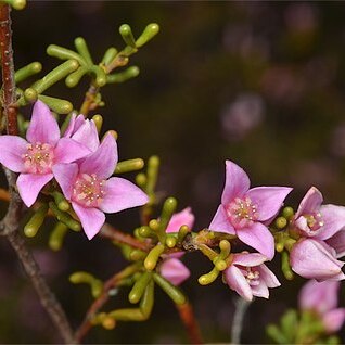 Boronia inornata unspecified picture