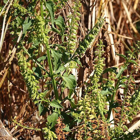 Basilicum polystachyon unspecified picture