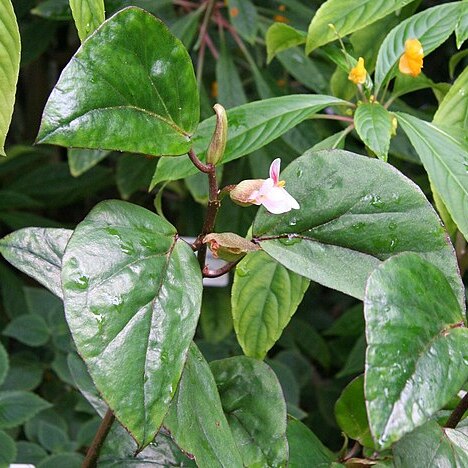 Begonia poculifera unspecified picture