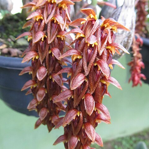 Bulbophyllum tricornoides unspecified picture