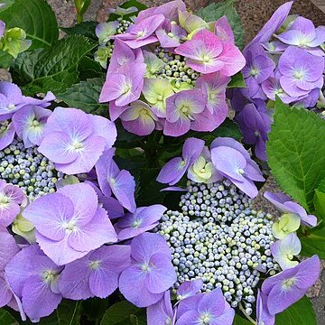 Hydrangea unspecified picture