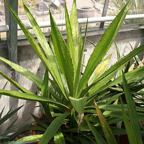 Furcraea hexapetala unspecified picture