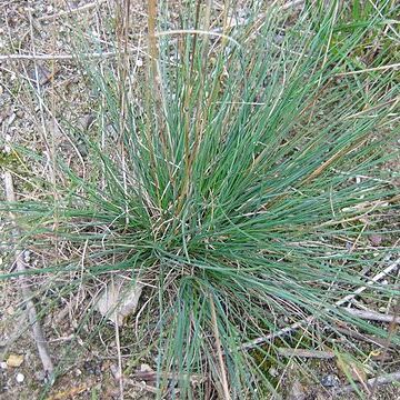 Festuca trichophylla unspecified picture