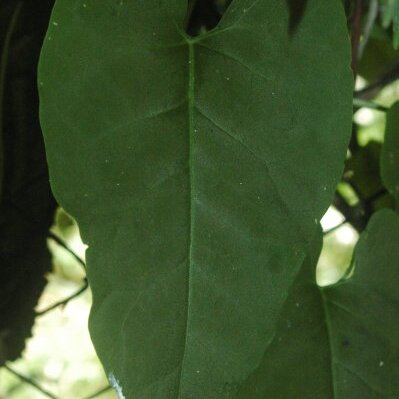 Reynoutria multiflora unspecified picture