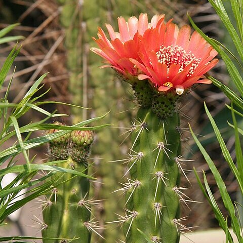 Corryocactus melanotrichus unspecified picture