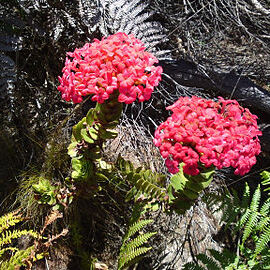 Crassula coccinea unspecified picture