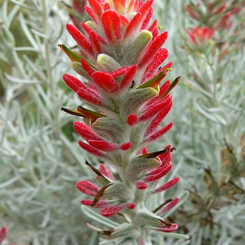 Castilleja lanata unspecified picture