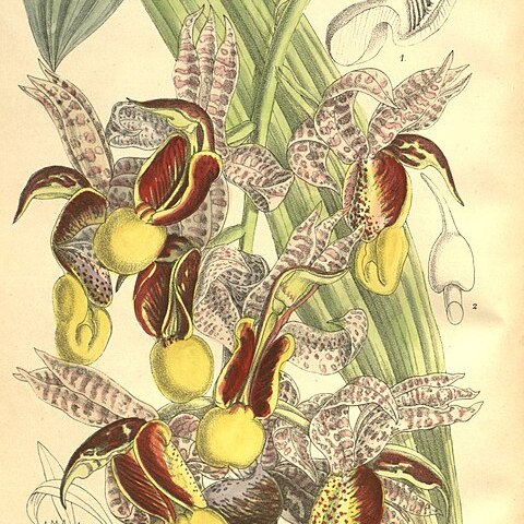 Catasetum galeritum unspecified picture