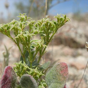 Chorizanthe corrugata unspecified picture