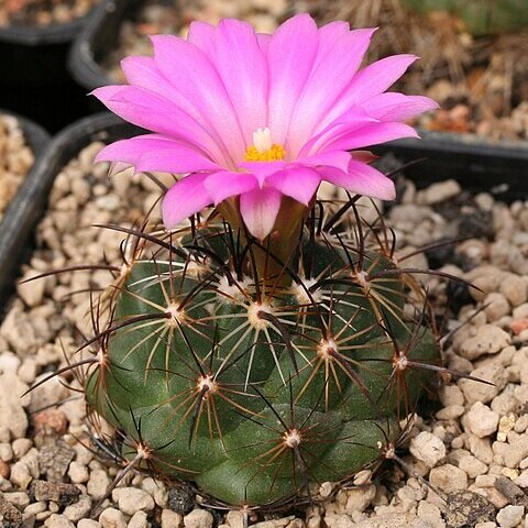 Coryphantha unspecified picture