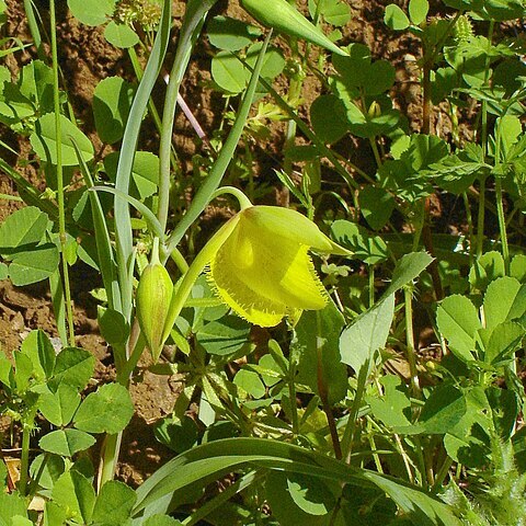 Calochortus pulchellus unspecified picture