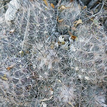 Coryphantha durangensis unspecified picture