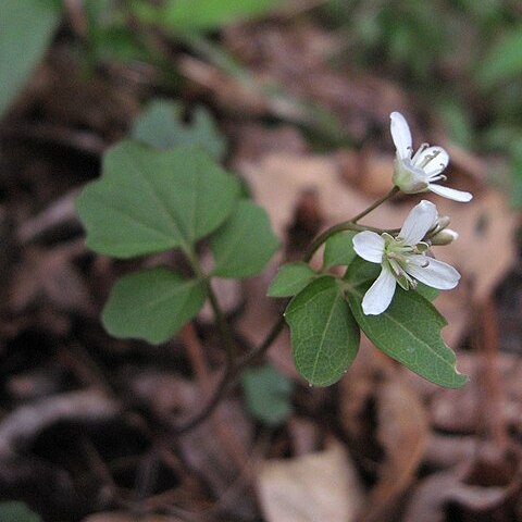 Cardamine flagellifera unspecified picture