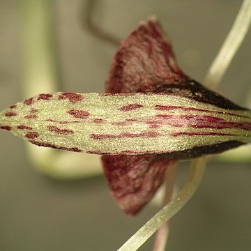 Corybas papillosus unspecified picture