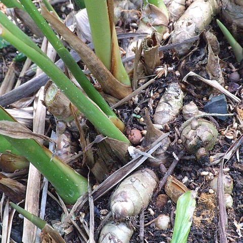 Curcuma cordata unspecified picture