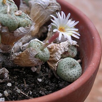 Conophytum fraternum unspecified picture