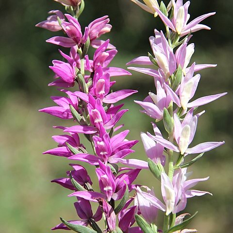 Cephalanthera kurdica unspecified picture