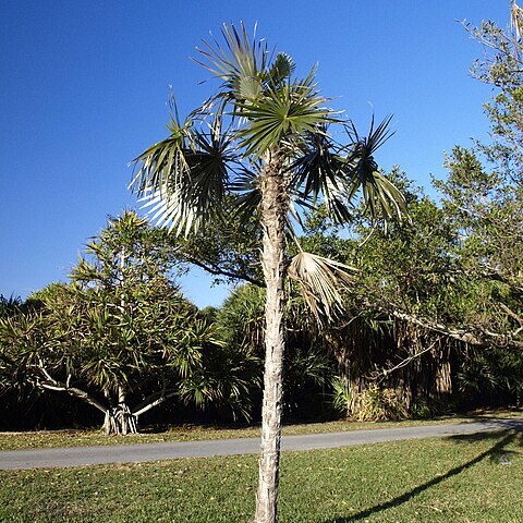 Coccothrinax salvatoris unspecified picture