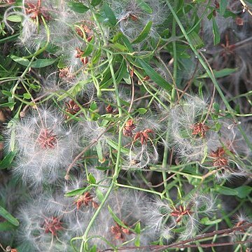 Clematis microphylla unspecified picture