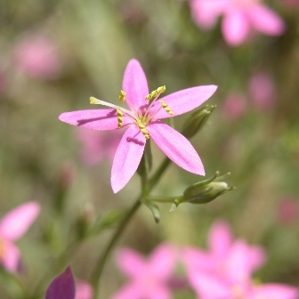 Zeltnera namophila unspecified picture