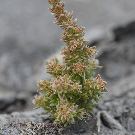 Crassula campestris unspecified picture