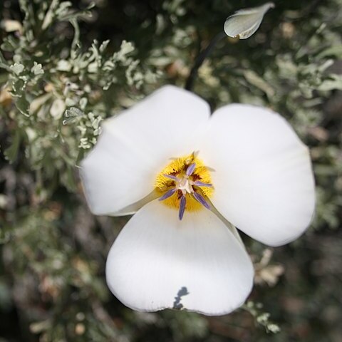 Calochortus panamintensis unspecified picture