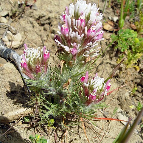 Castilleja densiflora unspecified picture