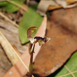 Chiloglottis platyptera unspecified picture