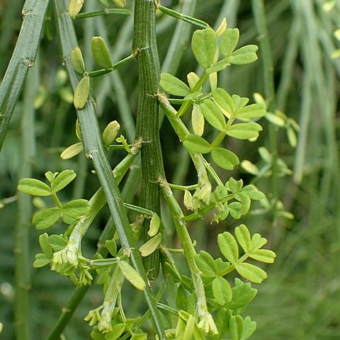 Carmichaelia odorata unspecified picture