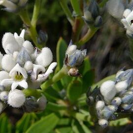 Conospermum taxifolium unspecified picture