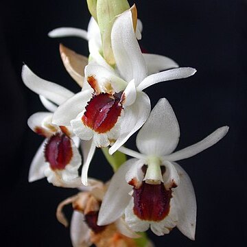 Coelogyne pulchella unspecified picture