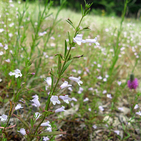 Clinopodium glabellum unspecified picture