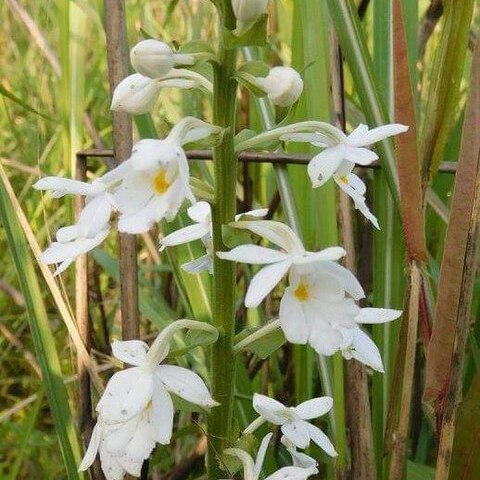 Calanthe odora unspecified picture