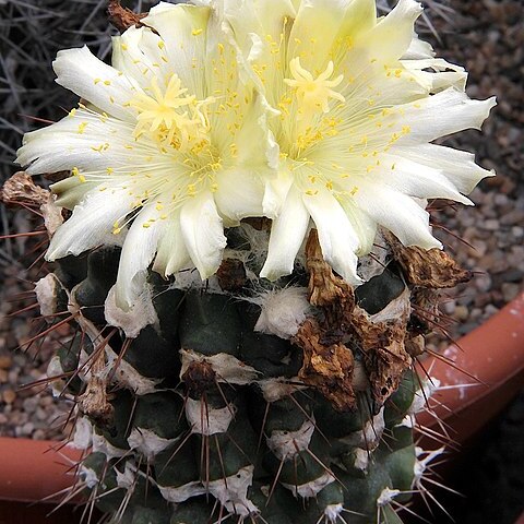 Copiapoa esmeraldana unspecified picture