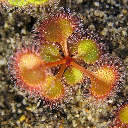 Drosera rupicola unspecified picture