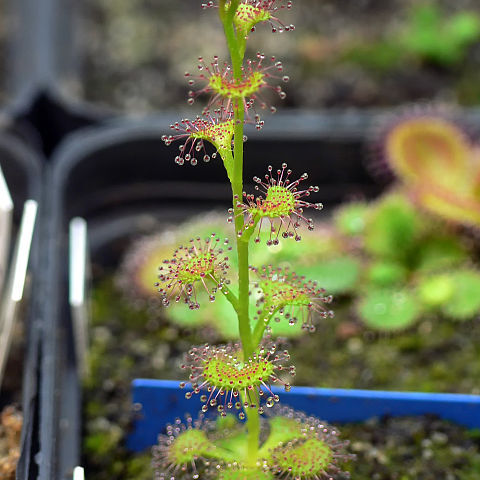 Drosera platypoda unspecified picture